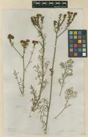 Filed as Ruta montana (L.) L. [family RUTACEAE]