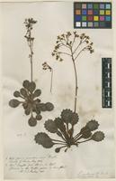 Filed as Saxifraga umbrosa L. [family SAXIFRAGACEAE]