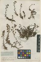 Filed as Saxifraga aizoides L. [family SAXIFRAGACEAE]