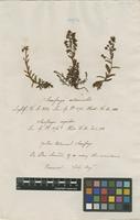 Filed as Saxifraga autumnalis L. [family SAXIFRAGACEAE]