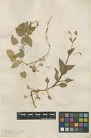 Filed as Stellaria nemorum L. [family CARYOPHYLLACEAE]
