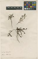 Filed as Euphorbia thymifolia L. [family EUPHORBIACEAE]