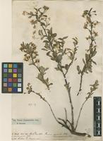 Filed as Prunus chamaecerasus Jacq. [family ROSACEAE]