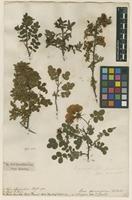 Filed as Rosa spinosissima L. [family ROSACEAE]