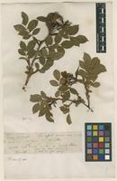 Filed as Rosa arvensis Huds. [family ROSACEAE]