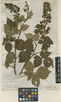 Filed as Rubus leucostachys Schleich. [family ROSACEAE]