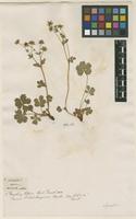 Filed as Potentilla alpestris Haller f. [family ROSACEAE]
