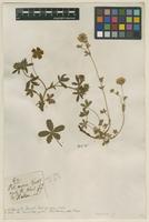 Filed as Potentilla aurea L. [family ROSACEAE]