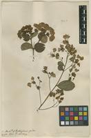 Filed as Lagerstroemia indica L. [family LYTHRACEAE]