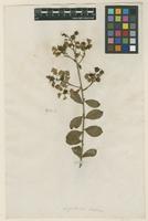 Filed as Lagerstroemia indica L. [family LYTHRACEAE]