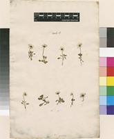 Lectotype of Bellis annua L. [family ASTERACEAE]