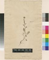 Filed as Anacyclus valentinus L. [family ASTERACEAE]