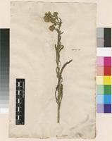 Lectotype of Achillea alpina L. [family ASTERACEAE]
