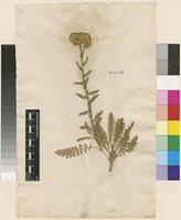 Filed as Achillea nobilis L. [family ASTERACEAE]