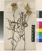 Filed as Centaurea orientalis L. [family ASTERACEAE]