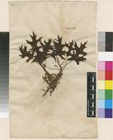 Filed as Quercus rubra L. [family FAGACEAE]