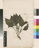 Lectotype of Acalypha indica L. [family EUPHORBIACEAE]