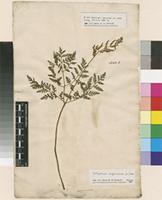 Lectotype of Osmunda virginiana L. [family OSMUNDACEAE]