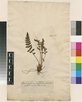 Lectotype of Acrostichum ilvense L. [family PTERIDACEAE]