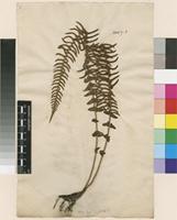 Lectotype of Blechnum australe L. [family BLECHNACEAE]