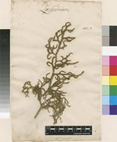 Lectotype of Lycopodium cernuum L. [family LYCOPODIACEAE]