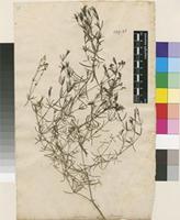Filed as Galium glaucum L. [family RUBIACEAE]