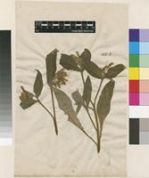 Lectotype of Symphytum tuberosum. L. [family BORAGINACEAE]
