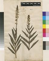 Filed as Lysimachia ephemerum L. [family PRIMULACEAE]