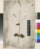 Lectotype of Achyranthes prostrata L. [family AMARANTHACEAE]