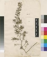 Filed as Asparagus falcatus L. [family ASPARAGACEAE]