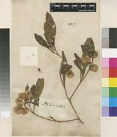 Filed as Dodonaea viscosa Jacq. [family SAPINDACEAE]