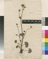 Lectotype of Saxifraga granulata L. [family SAXIFRAGACEAE]