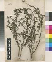Filed as Forsskaolea candida L.f. [family URTICACEAE]