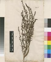 Filed as Lythrum virgatum L. [family LYTHRACEAE]