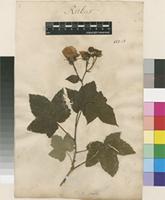 Lectotype of Rubus odoratus L. [family ROSACEAE]