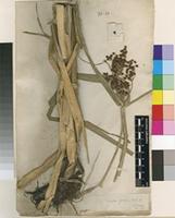 Filed as Scirpus grossus L.f. [family CYPERACEAE]