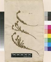 Lectotype of Antirrhinum saxatile L. [family PLANTAGINACEAE]
