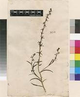 Lectotype of Antirrhinum chalepense L. [family PLANTAGINACEAE]