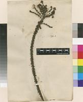 Filed as Selago corymbosa L. [family SCROPHULARIACEAE]