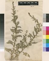 Lectotype of Sisymbrium polyceratium L. [family BRASSICACEAE]