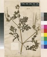 Lectotype of Geranium ciconium L. [family GERANIACEAE]