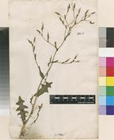 Lectotype of Lactuca serriola L. [family ASTERACEAE]