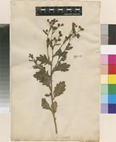 Lectotype of Senecio aegyptius L. [family ASTERACEAE]
