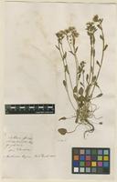 Filed as Cochlearia officinalis L. [family BRASSICACEAE]