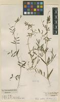 Filed as Vicia sativa L. [family FABACEAE]