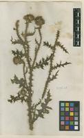 Filed as Carduus acanthoides L. [family ASTERACEAE]