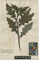 Filed as Carduus crispus L. [family ASTERACEAE]