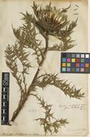 Filed as Carlina acaulis L. [family ASTERACEAE]