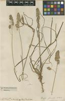 Filed as Dactylis glomerata L. [family POACEAE]