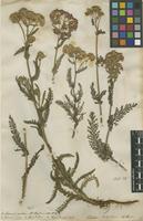 Filed as Achillea millefolium L. [family ASTERACEAE]
